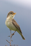 Image. Eastern Olivaceous Warbler