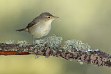 Image. Eastern Olivaceous Warbler