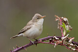 Image. Eastern Olivaceous Warbler
