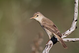 Image. Eastern Olivaceous Warbler