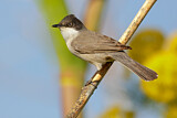 Image. Eastern Orphean Warbler