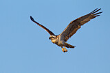 Image. Eastern Osprey