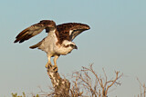 Image. Eastern Osprey