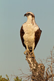 Image. Eastern Osprey