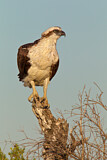 Image. Eastern Osprey