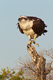 Image. Eastern Osprey