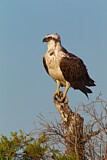 Image. Eastern Osprey
