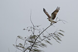 Image. Eastern Osprey