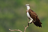 Image. Eastern Osprey