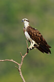Image. Eastern Osprey