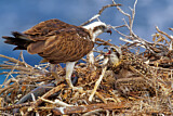 Image. Eastern Osprey