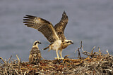 Image. Eastern Osprey