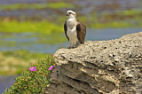 Image. Eastern Osprey