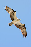 Image. Eastern Osprey