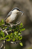 Image. Eastern Rock Nuthatch