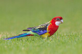 Image. Eastern Rosella