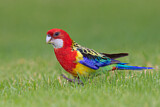 Image. Eastern Rosella