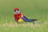Image. Eastern Rosella