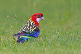Image. Eastern Rosella