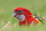 Image. Eastern Rosella