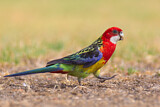 Image. Eastern Rosella