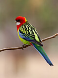 Image. Eastern Rosella
