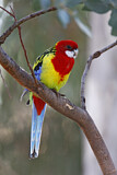 Image. Eastern Rosella