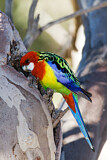 Image. Eastern Rosella