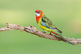 Image. Eastern Rosella