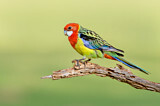 Image. Eastern Rosella