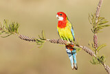 Image. Eastern Rosella