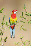 Image. Eastern Rosella