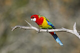 Image. Eastern Rosella