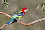 Image. Eastern Rosella