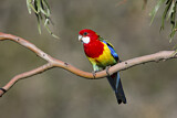 Image. Eastern Rosella
