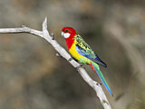 Image. Eastern Rosella