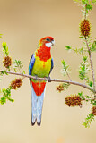 Image. Eastern Rosella