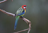 Image. Eastern Rosella