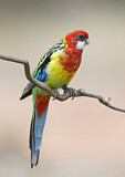Image. Eastern Rosella