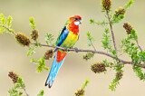 Image. Eastern Rosella
