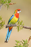 Image. Eastern Rosella