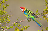 Image. Eastern Rosella