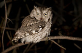 Image. Eastern Screech Owl