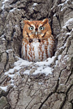 Image. Eastern Screech Owl