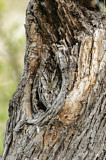 Image. Eastern Screech Owl