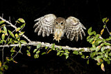 Image. Eastern Screech Owl