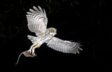 Image. Eastern Screech Owl