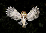 Image. Eastern Screech Owl