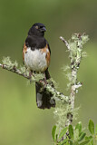 Image. Eastern Towhee