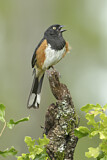 Image. Eastern Towhee